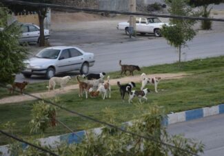 جولان سگ‌های ولگرد از حاشیه تا مرکز کلانشهر کرمانشاه